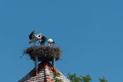 Low angle view of birds in nest against clear blue sky