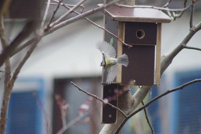 High angle view of a bird flying