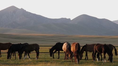 Horses grazing on field against mountains