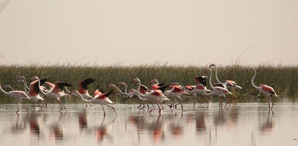 Birds in lake against sky