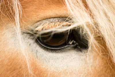 Close-up of a horse eye