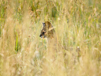 Cheetah on field