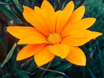 Close-up of yellow flower blooming outdoors