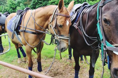 Horses in horse cart