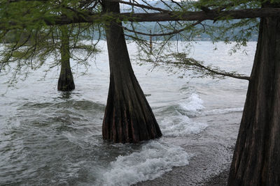 Scenic view of river in forest