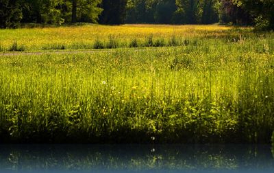 Scenic view of grassy field by lake