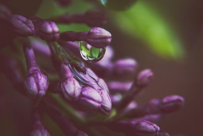 Close-up of wet purple flowering plant