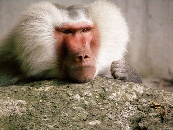 Close-up of monkey on rock