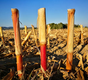 Close-up of wooden post on field against clear sky