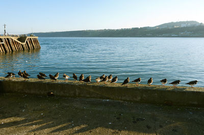 Birds on lake against clear sky