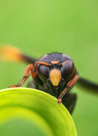 Close-up of insect on plant