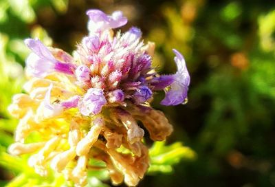 Close-up of purple flower