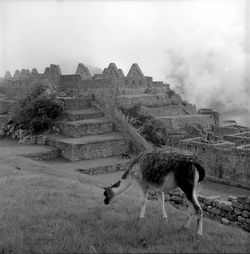 Grazing animal against machu picchu