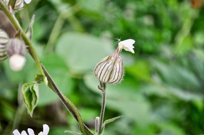 Close-up of white flower