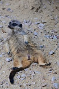 High angle view of sheep on sand