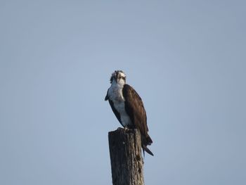 Low angle view of an osprey perching on a wooden post against clear  blue sky