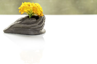 Close-up of yellow flower against white background