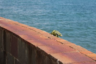 Close-up of lizard on sea shore