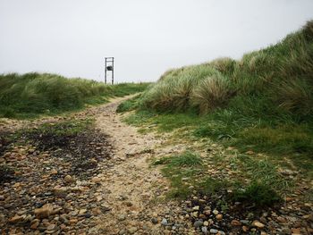 Plants growing on land against sky