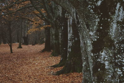 Trees in forest during autumn