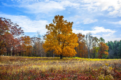 Trees on field against sky during autumn