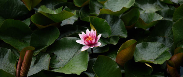 Close-up of pink lotus water lily