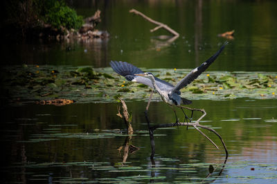 View of a bird flying over calm lake