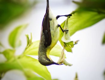 Close-up of insect on flower
