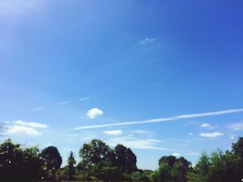 Trees against blue sky