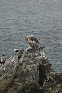 Bird on rock by sea
