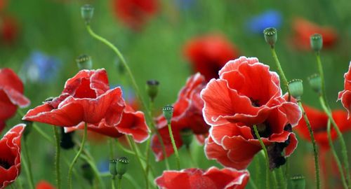 Close-up of poppies and pods growing on field