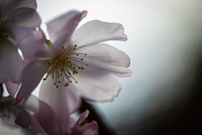 Close-up of flower against sky