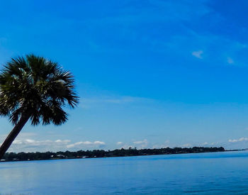 Palm trees by sea against blue sky