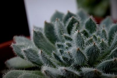 growth