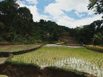 Scenic view of agricultural field against sky