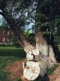 Tree trunk on grass