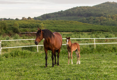 Horse and foal standing on grassy field