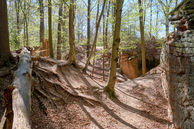 Trees in forest