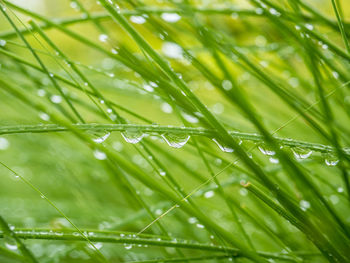 Close-up of wet plant leaves during rainy season