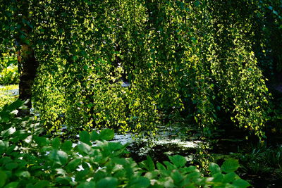 Scenic view of flowering plants on land