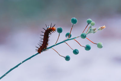 Close-up of berries on plant