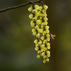 Close-up of grapes hanging on tree