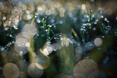 Full frame shot of water drops on plants