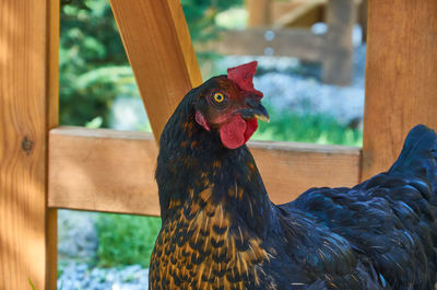 Close-up of rooster