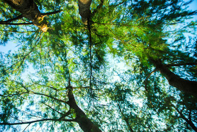 Low angle view of trees in forest