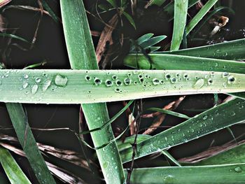 Close-up of grass