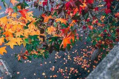 High angle view of orange maple leaves on plant