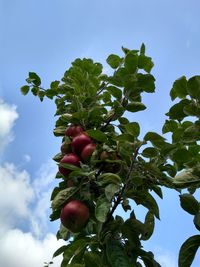 Low angle view of fruits growing on tree against sky