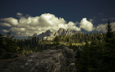 Panoramic view of trees in forest against sky