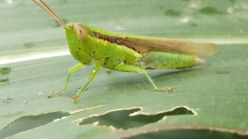 Close-up of insect on leaf